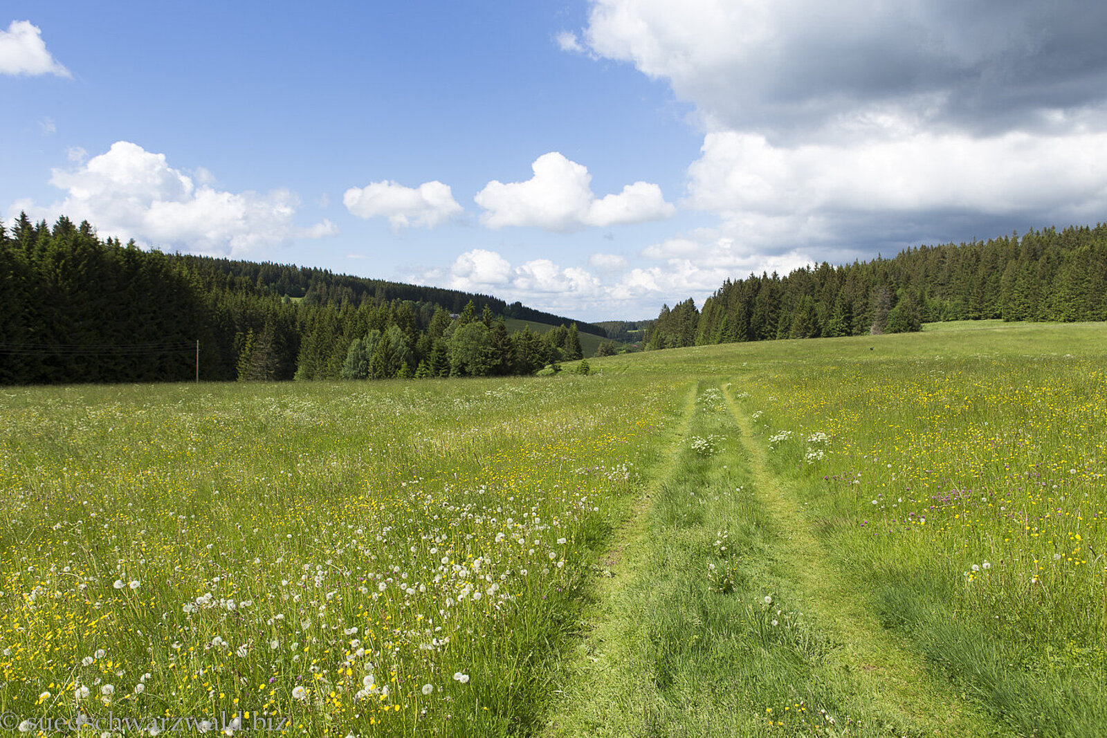 Von Wiesen geprägter Heilklimasteig bei Schönwald im Schwarzwald