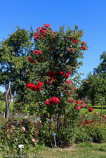 Kletterrose in Nöggenschwiel