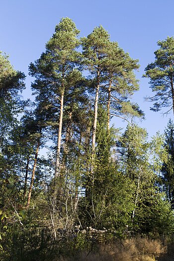 Kiefernwald oberhalb der Schiltach