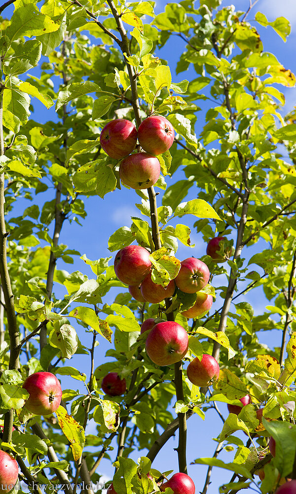 Äpfel im unteren Murgtal