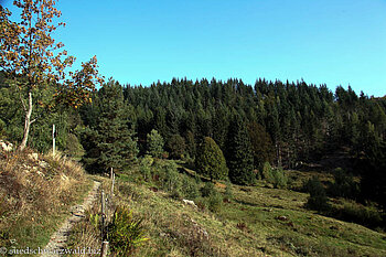 Wanderweg auf den Belchen
