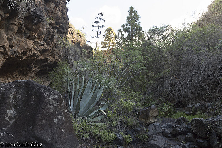 Es ist schattig aber ruhig im Barranco Jorado. Es ist schattig aber ruhig im Barranco Jorado.