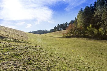 Bergwiese im Bernecktal oberhalb der Schiltach