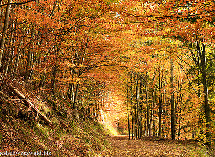 Herbstidylle auf dem Yacher Höhenweg