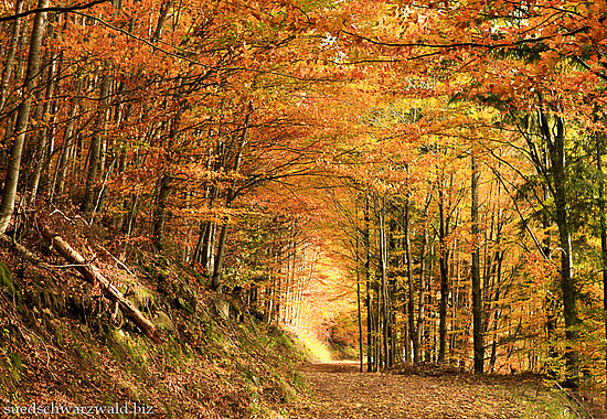 Wanderung auf dem Yacher Höhenweg