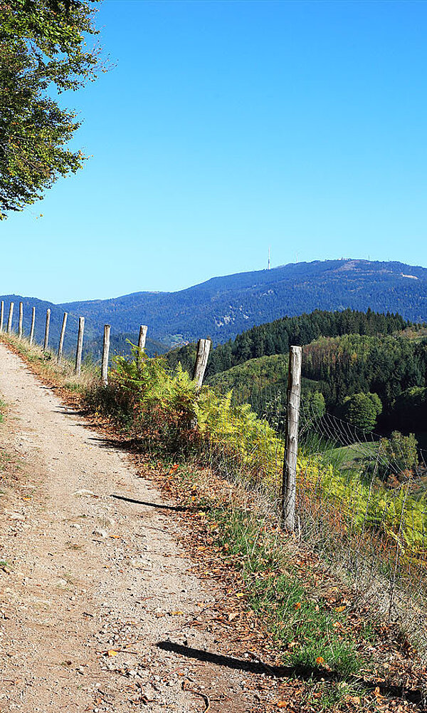 Blick vom Lautenbacher Hexensteig zur Hornisgrinde