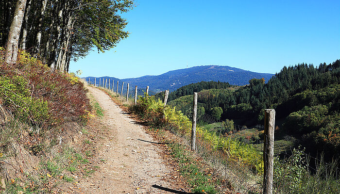 Pfad am Lautenbacher Hexensteig