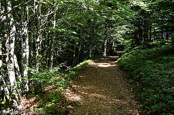 ein Waldweg wie ein Tunnel