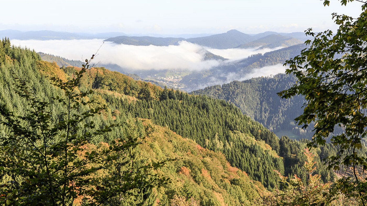 Aussicht vom Farrenkopf zum Kinzigtal