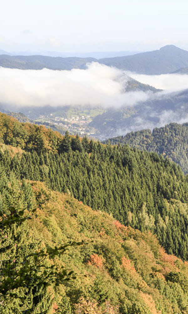 Aussicht vom Farrenkopf zum Kinzigtal