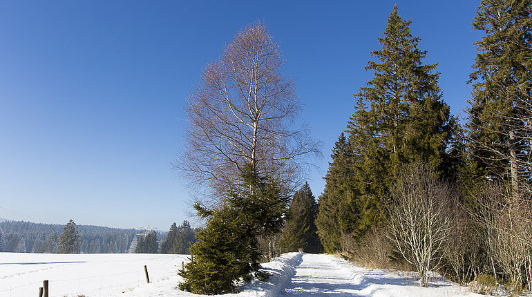 Mittelweg zwischen Schluchsee und Rothaus
