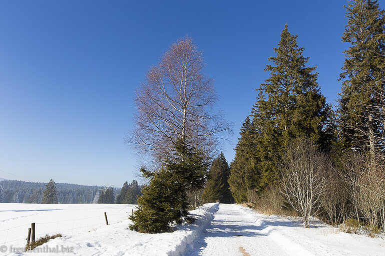 Mittelweg zwischen Schluchsee und Rothaus Mittelweg zwischen Schluchsee und Rothaus