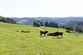 Rinder auf einer Weide am Rohrhardsberg