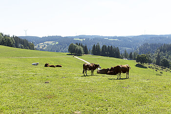 Rinder auf einer Weide am Rohrhardsberg