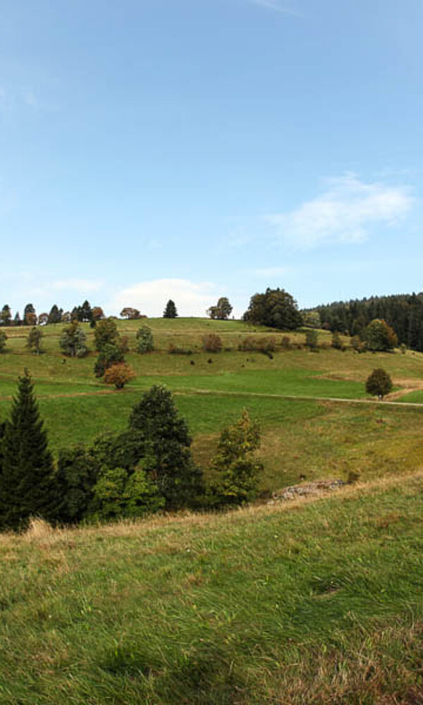 auf der Stricker Höhe