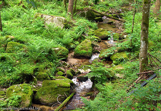 Wanderung durchs Erlenbachtal zum Schlüchtsee