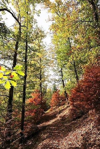 Herbstlicher Wanderweg bei Schramberg