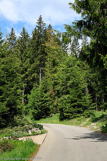 Wanderweg in Blasiwald-Sommerseite