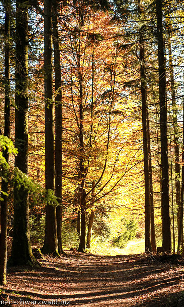 Wanderweg im ZweiTälerLand