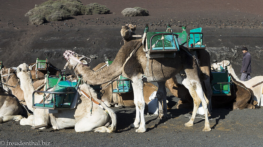 Kamele oder Dromedare im Timanfaya Nationalpark