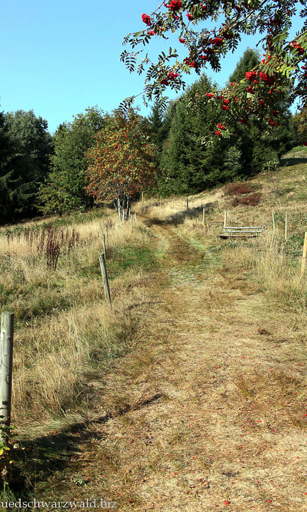 Wanderung von Schönau auf den Belchen