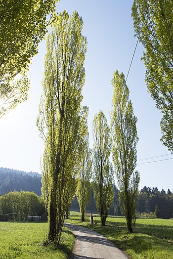 Pappelallee am Kinderwagenweg bei Zell am Harmersbach