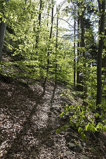 Wanderweg zwischen Bubenstein und Falkenstein
