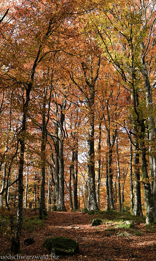 Pfad auf dem Zweitälersteig