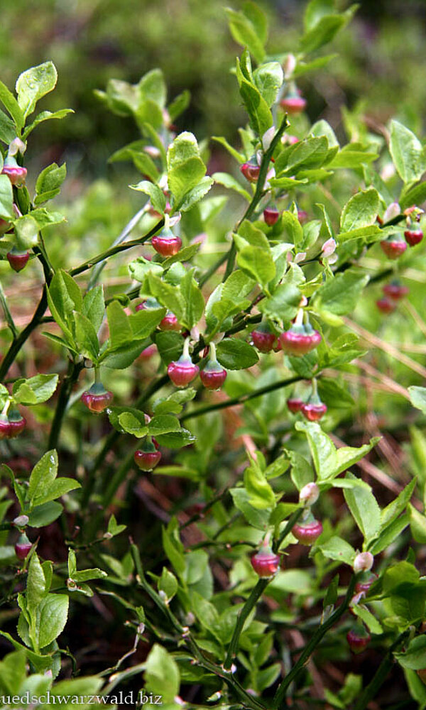 Blaubeeren am Westweg Notschrei - Feldberg