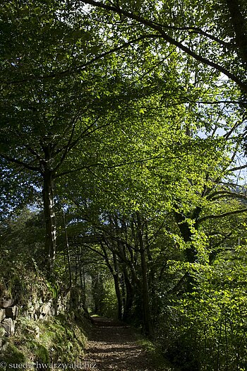 Genießerpfad Peterstaler Schwarzwaldsteig