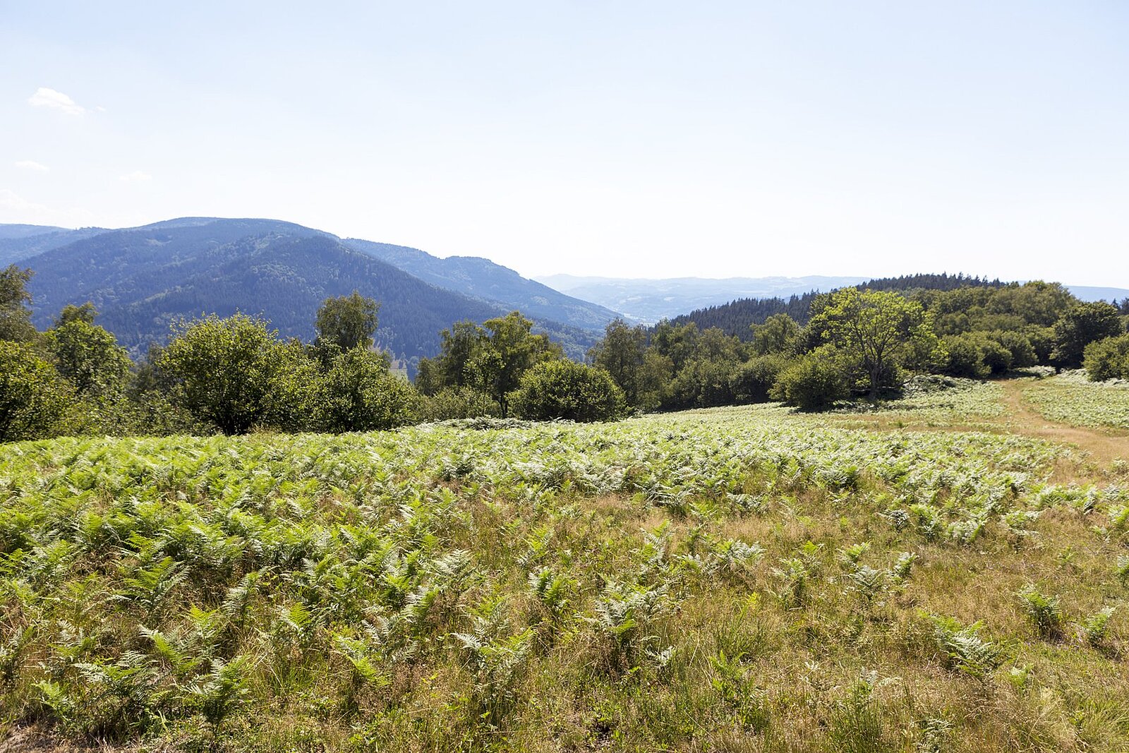 Aussicht bei der Prechtaler Schanze über den Mittleren Schwarzwald