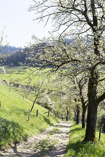 idyllischer Abschnitt auf dem Tälerpfad bei Gengenbach