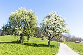 Obstblüte am Kneipp-Panoramaweg bei Zell am Harmersbach