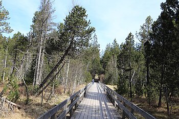 Wanderung ins Hinterzartener Moor