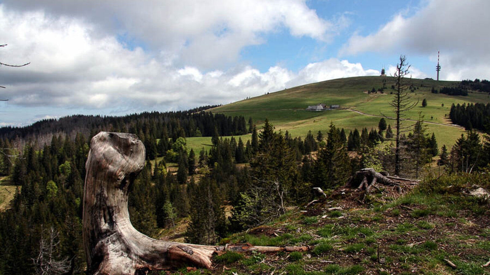 Aussicht vom Westweg auf dem Stübenwasen zum Feldberg