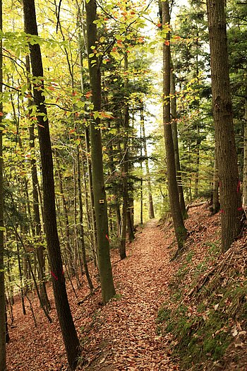 Wanderweg vom Mooskopfturm nach Gengenbach