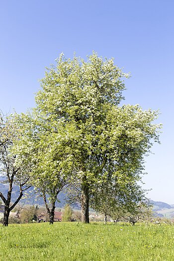blühender stattlicher Apfelbaum bei Unterentersbach