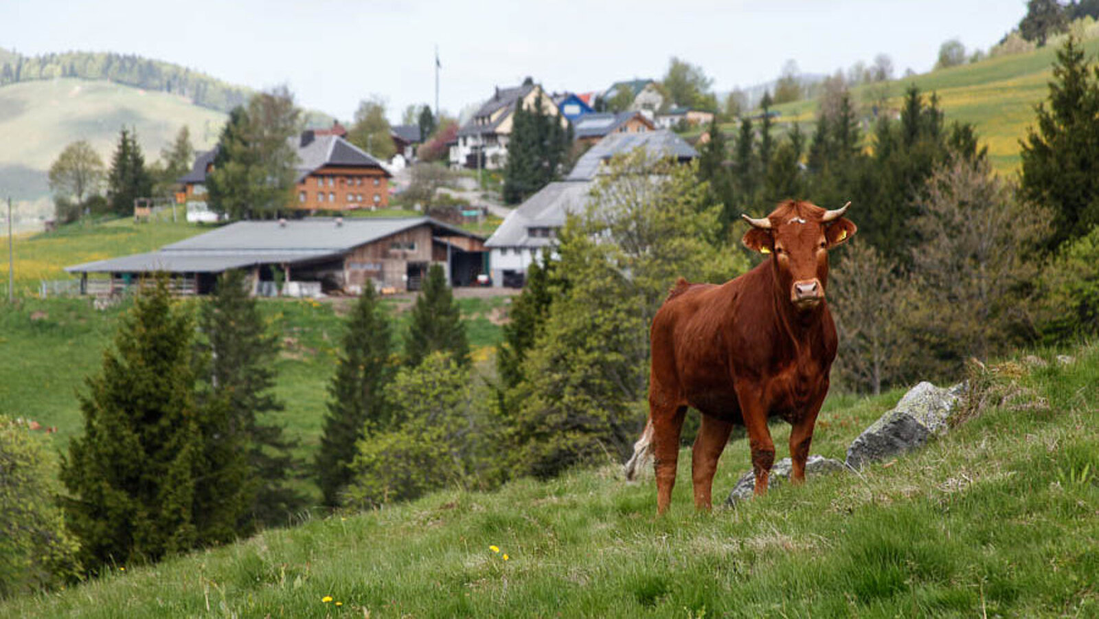 Neugieriger Jungbulle am Panoramaweg von Bernau im Schwarzwald