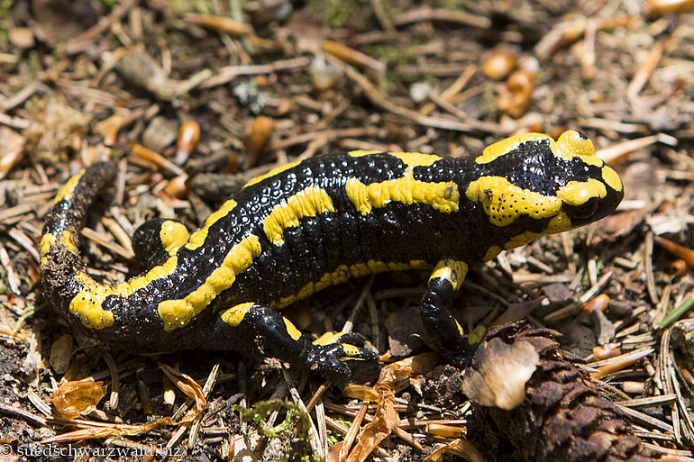 Feuersalamander nahe Witznau