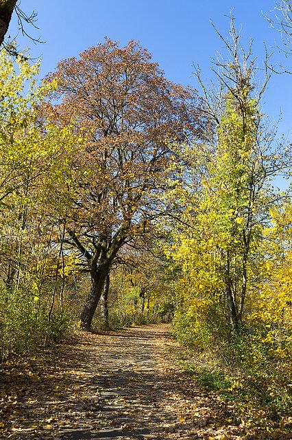 Wanderung im Donaufelsengarten