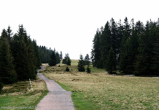 Westweg zwischen der Passhöhe Notschrei und Feldberg im Hochschwarzwald