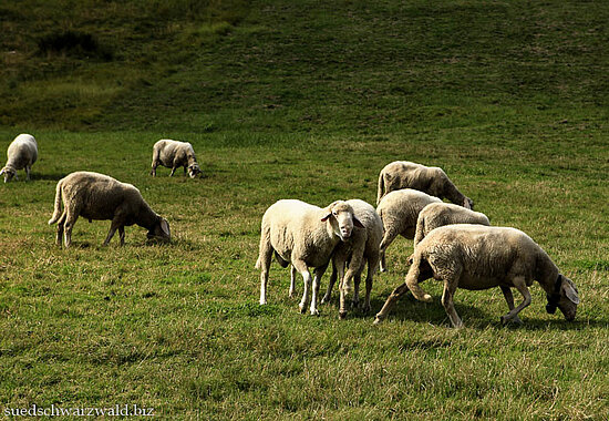 weidende Schafe auf einer Wiese bei Menzenschwand im Hochschwarzwald