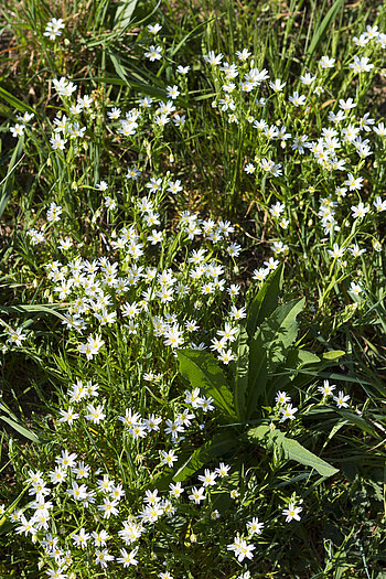 Sternmiere bei Mögglingen