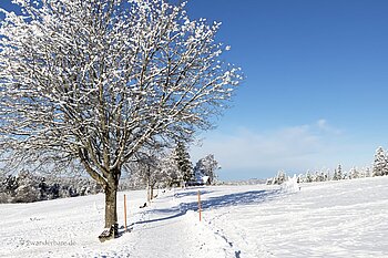 Winterwanderweg von Höchenschwand