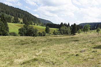 Wiesen im Menzenschwander Albtal