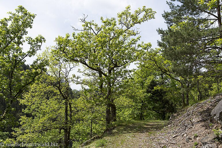 Mittelweg (Ost) zwischen Mettmamündung und Witznau