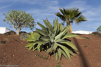 Geplegte Gartenanlagen entlang der Küste bei Playa Blanca