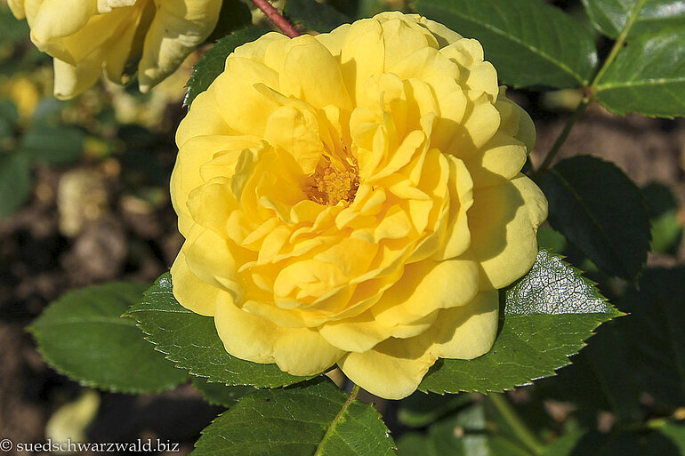 Rosensorte Yellow Meilove