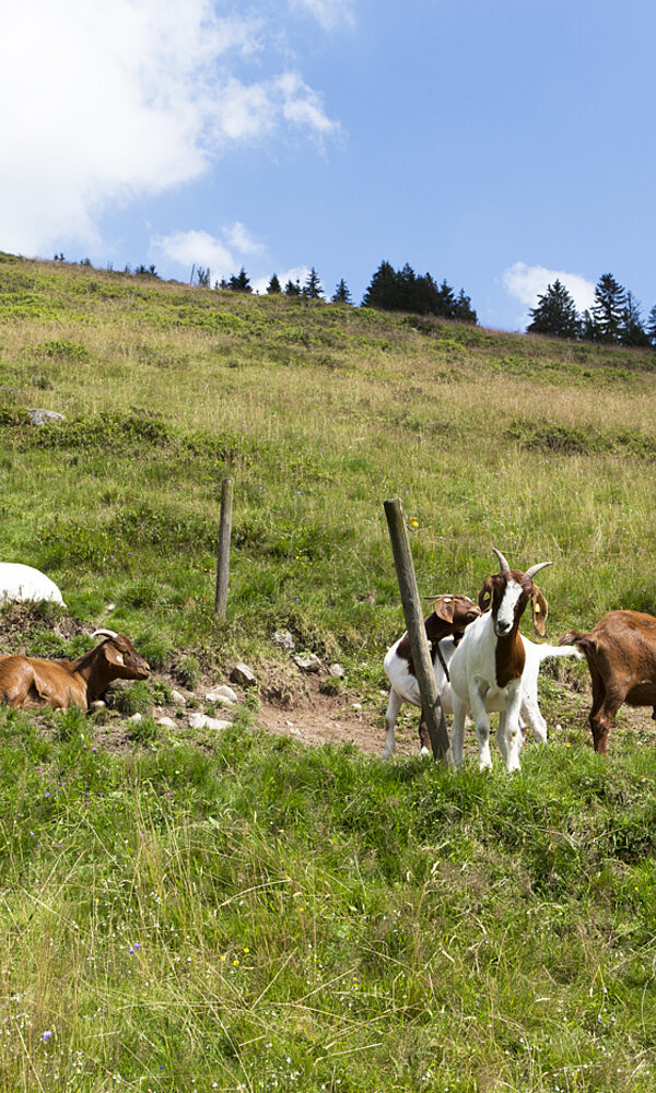 Wanderung auf dem Menzenschwander Geißenpfad