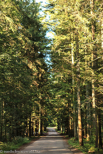Wanderweg von Neukirch durch den Kohlwald